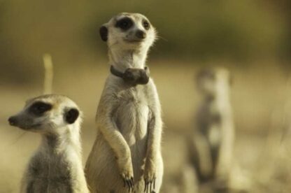 Meerkat Manor: The Story Begins (2008) Starring Whoopi Goldberg on DVD