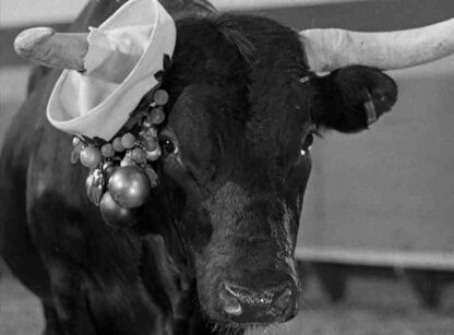 Mexican Hayride (1948) Starring Bud Abbott on DVD - Image 3