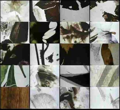Mothlight (1963) with English Subtitles on DVD - Image 3