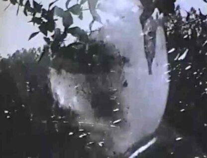 Mr. Hayashi (1963) with English Subtitles on DVD