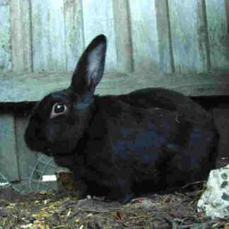My Rabit Hoppy (2008) with English Subtitles on DVD
