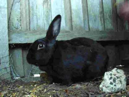 My Rabit Hoppy (2008) with English Subtitles on DVD