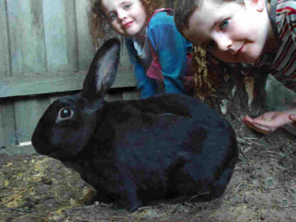 My Rabit Hoppy (2008) with English Subtitles on DVD - Image 2
