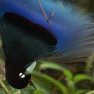 Nature Birds of the Gods (2011) Starring  on DVD