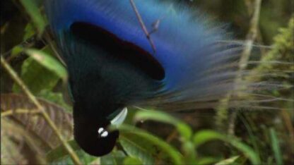 Nature Birds of the Gods (2011) Starring  on DVD - Image 2