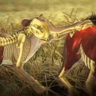 Nature Moment of Impact: Hunters and Herds (2010) on DVD
