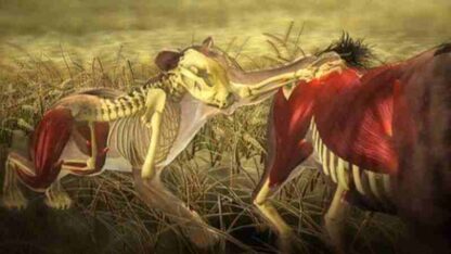 Nature Moment of Impact: Hunters and Herds (2010) on DVD - Image 2
