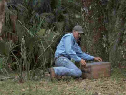 Nature My Life as a Turkey (2011) Starring Joe Hutto on DVD - Image 3