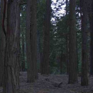 Nightfall (2012) with English Subtitles on DVD