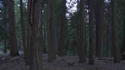 Nightfall (2012) with English Subtitles on DVD - Image 2