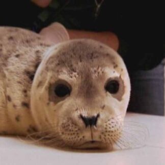 Ocean Animal Emergency (TV Episode 2008) (2008) Starring John Benjamin Hickey on DVD