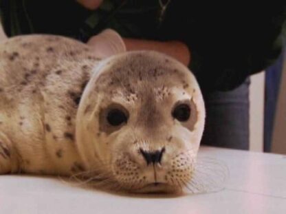 Ocean Animal Emergency (TV Episode 2008) (2008) Starring John Benjamin Hickey on DVD