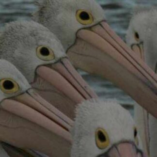 Outback Pelicans (TV Episode 2011) (2011) Starring Greg Johnston on DVD