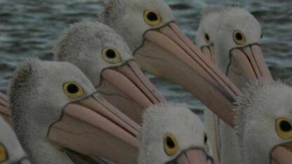 Outback Pelicans (TV Episode 2011) (2011) Starring Greg Johnston on DVD