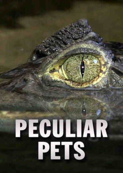 Peculiar Pets (2010) on DVD - Image 2