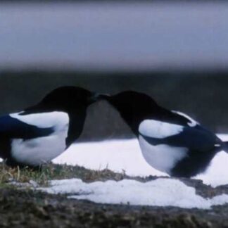 Pica Pica (1987) with English Subtitles on DVD