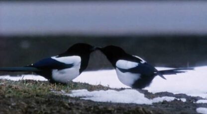 Pica Pica (1987) with English Subtitles on DVD