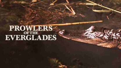 Prowlers of the Everglades (1953) Starring Winston Hibler on DVD - Image 3