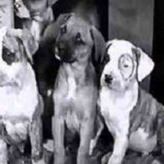 Pups Is Pups (1930) Starring Norman 'Chubby' Chaney on DVD