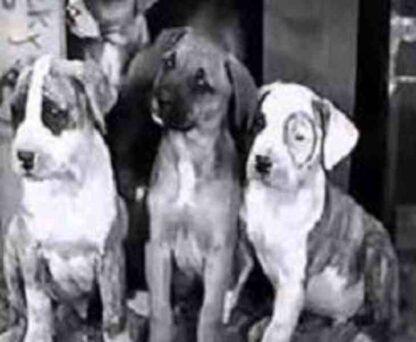 Pups Is Pups (1930) Starring Norman 'Chubby' Chaney on DVD