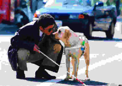 Quill: The Life of a Guide Dog (2004) with English Subtitles on DVD - Image 2