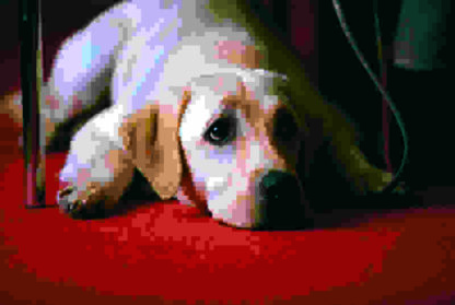 Quill: The Life of a Guide Dog (2004) with English Subtitles on DVD - Image 3