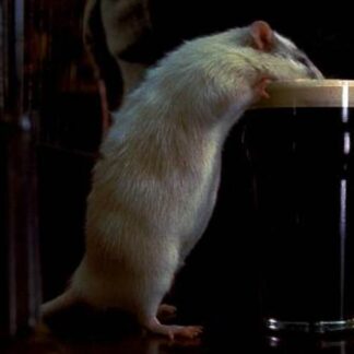 Rat (2000) Starring Pete Postlethwaite on DVD