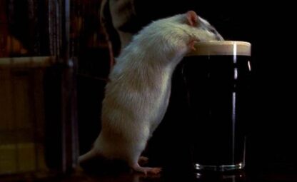 Rat (2000) Starring Pete Postlethwaite on DVD