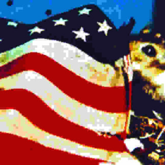 Rat Life and Diet in North America (1968) Starring  on DVD