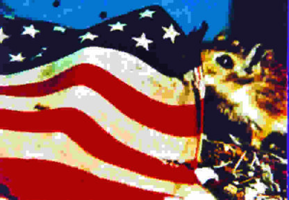 Rat Life and Diet in North America (1968) Starring on DVD - Image 2