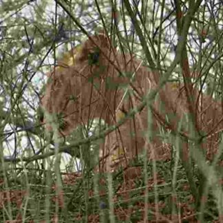 Secrets of Wild India (2012) Starring David Attenborough on DVD