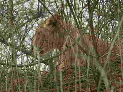 Secrets of Wild India (2012) Starring David Attenborough on DVD
