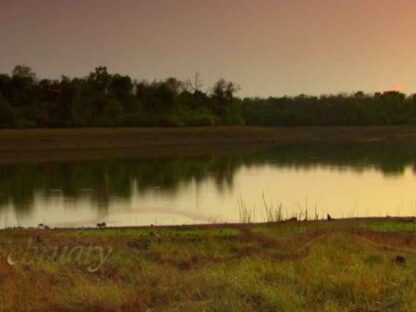 Secrets of Wild India (2012) Starring David Attenborough on DVD - Image 3
