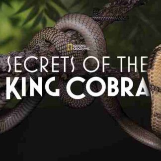 Secrets of the King Cobra (2010) Starring  on DVD