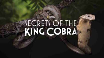 Secrets of the King Cobra (2010) Starring  on DVD