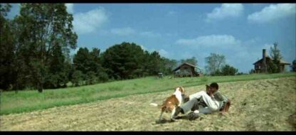 Sounder (1972) Starring Cicely Tyson on DVD - Image 2