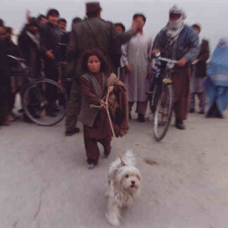 Stray Dogs (2004) with English Subtitles on DVD