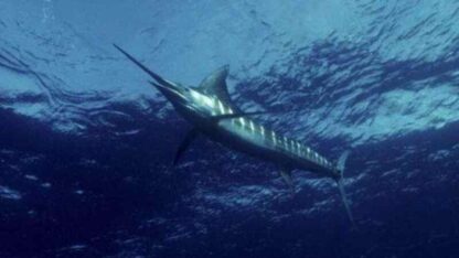 Superfish: Billfish (2008) Starring F. Murray Abraham on DVD