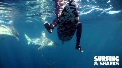 Surfing and Sharks (2011) Starring  on DVD - Image 2