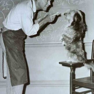 The Absent Minded Professor (1961) Starring Fred MacMurray on DVD