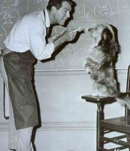 The Absent Minded Professor (1961) Starring Fred MacMurray on DVD