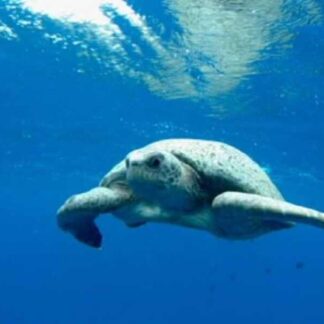 The Blue Planet (TV Series 2001–2001) (2001) Starring David Attenborough on DVD