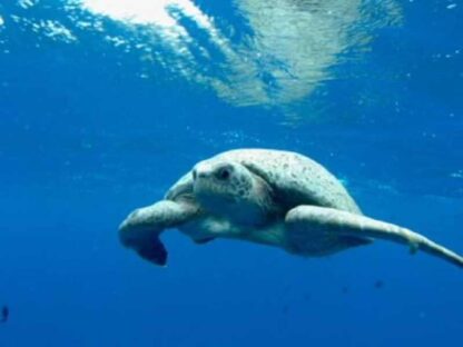The Blue Planet (TV Series 2001–2001) (2001) Starring David Attenborough on DVD