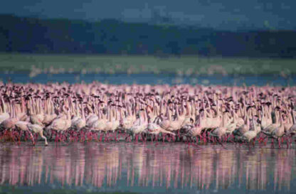 The Crimson Wing: Mystery of the Flamingos (2008) Starring Mariella Frostrup on DVD - Image 2