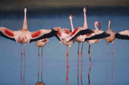 The Crimson Wing: Mystery of the Flamingos (2008) Starring Mariella Frostrup on DVD - Image 3