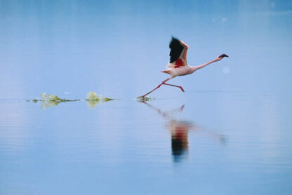 The Crimson Wing: Mystery of the Flamingos (2008) Starring Mariella Frostrup on DVD - Image 4