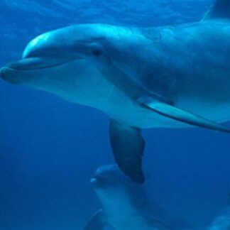 The Dolphin Dealer (2008) Starring on DVD