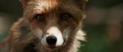 The Fox and the Child (2007) with English Subtitles on DVD - Image 2
