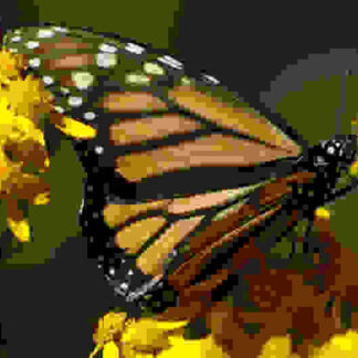 The Incredible Journey of the Butterflies (TV Episode 2009) (2009) Starring Homero Aridjis on DVD
