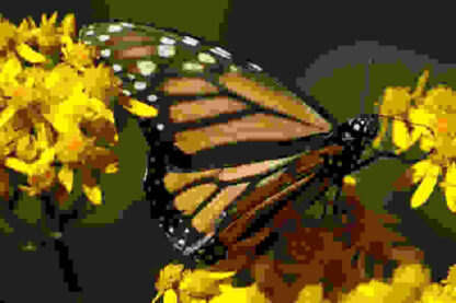 The Incredible Journey of the Butterflies (TV Episode 2009) (2009) Starring Homero Aridjis on DVD